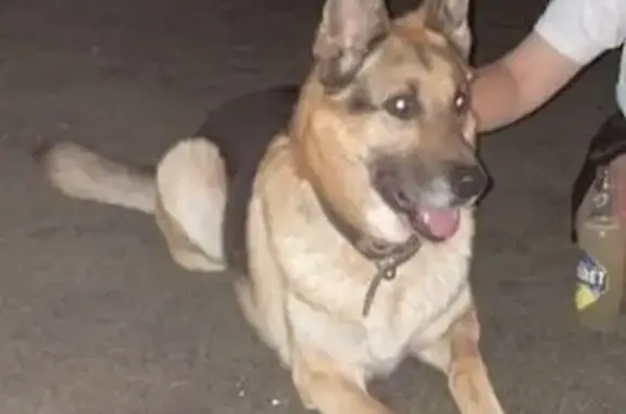 Собаки потеряшки, Ростов-на-Дону, фото: Потеряшка собака, пр. 40-летия Победы 75/3-5