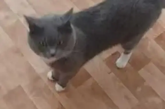 Найдена кошка, ул. Елизарова, Тюмень