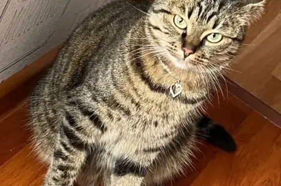 Кошки потеряшки, Уфа, фото: Потеряшка кошка, Уфа, Менделеева 136/2