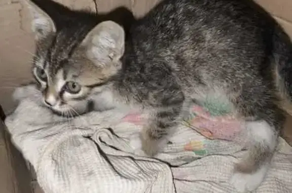 Найдена кошка, Тамбов, фото: Кошка найдена на Рылеева, 47, Тамбов