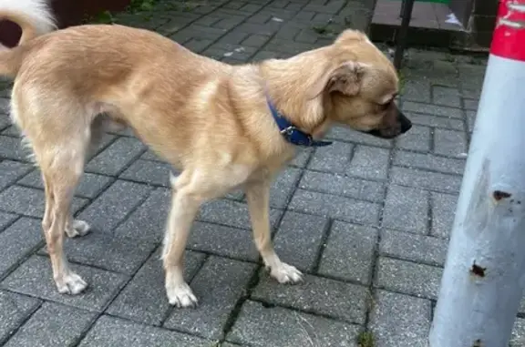 Найдена собака, Калининград, фото: Собака найдена у Курганская 3, Калининград