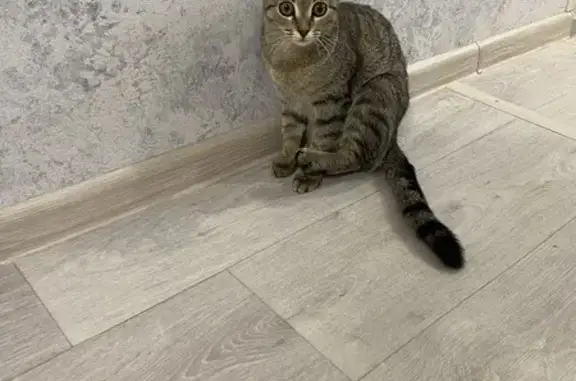 Ласковая кошка найдена в Тамбове