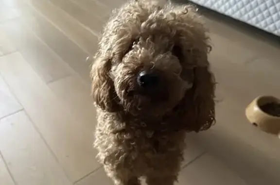 Найдена собака, Планерная ул., 6 к1, Москва