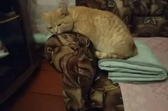 Пропала кошка, Северная ул., Ишимбай