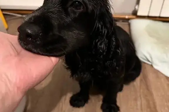 Найдена собака, Ленинградский пр., Кемерово