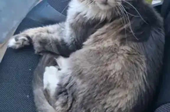 Кошки потеряшки, Нижегородская область, фото: Потеряшка кошка, Нижегородская обл.