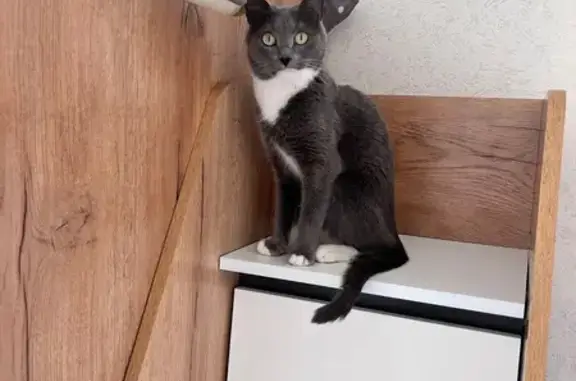 Кошки потеряшки, Ясный, фото: Потеряшка серая кошка, ул. Строителей, 10