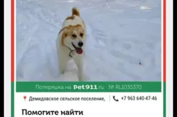 Пропала собака, Каширская ул., Ненашево