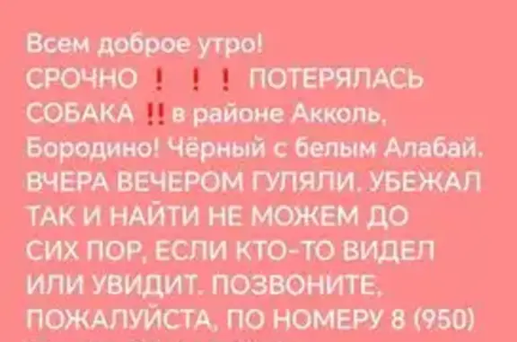 Собаки потеряшки, Кемеровская область, фото: Потеряшка собака, Мыски, Кемеровская обл.