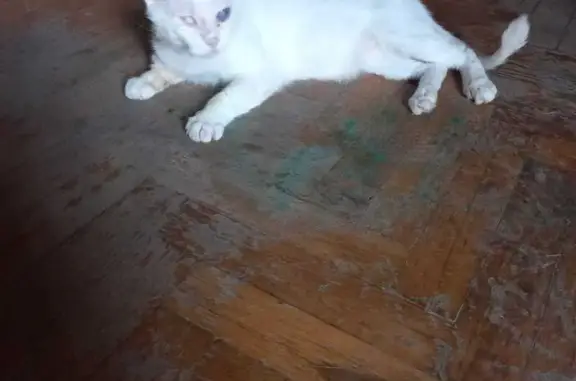 Кошка найдена на Большой Садовой 113Б