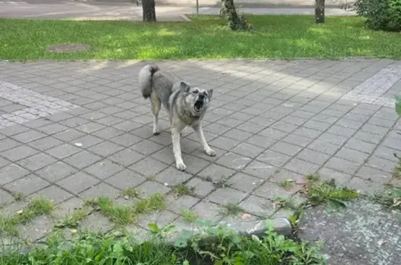 Собака найдена на Гостиничной улице, Москва
