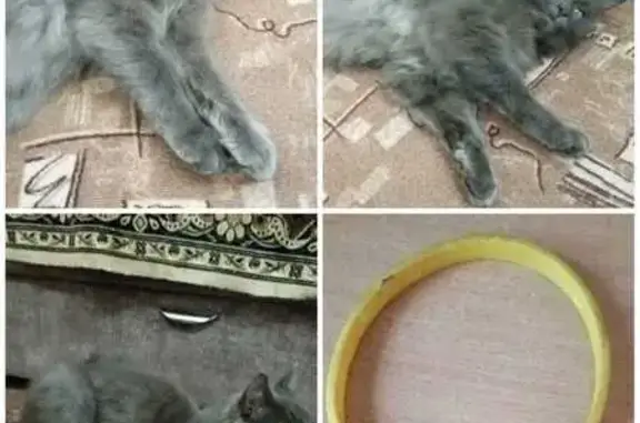 Найдена кошка, Славгород, фото: Найдена кошка, Славгород, 8