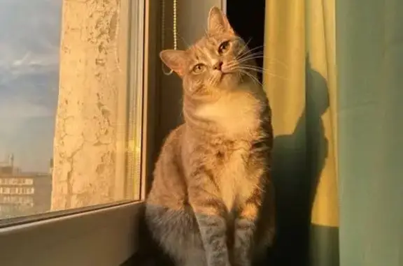 Пропала кошка, Марковское, Иркутская обл.