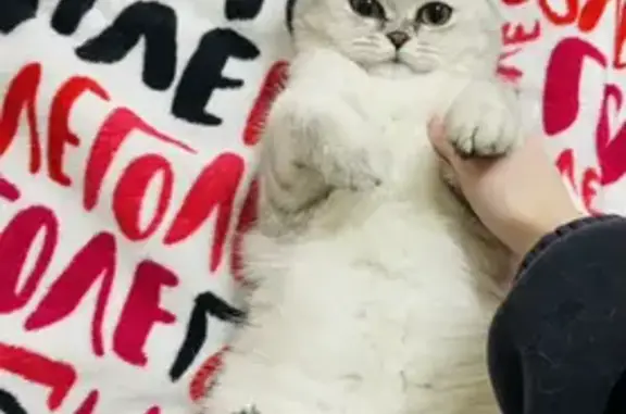 Кошка найдена: Таганская ул. 8, Н. Новгород