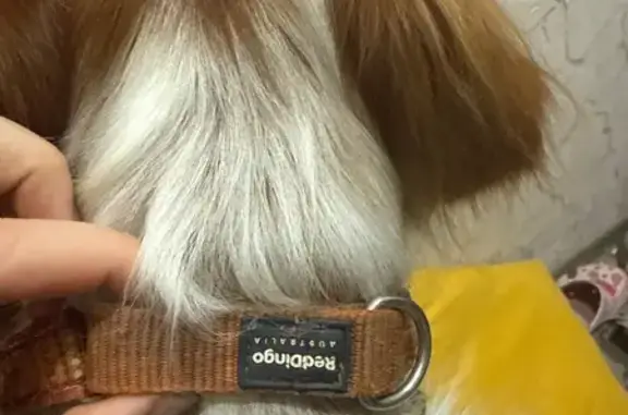 Найден кобель Бретона, ул. Карбышева, Пермь