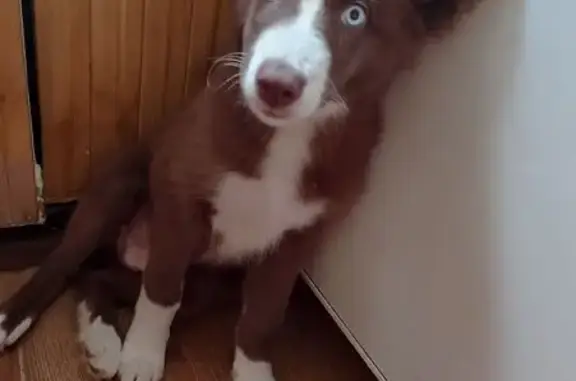 Найдена собака, Нижний Тагил, фото: Собака найдена: Ленинградский пр., 39, Н.Тагил