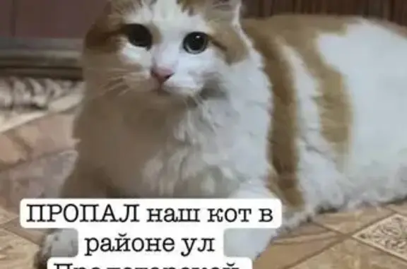 Кошки потеряшки, Йошкар-Ола, фото: Потеряшка кошка, Пролетарская 46, Йошкар-Ола