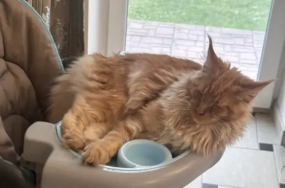 Кошки потеряшки, Озерный, фото: Потеряшка кошка в районе Кольцевая, Озёрный