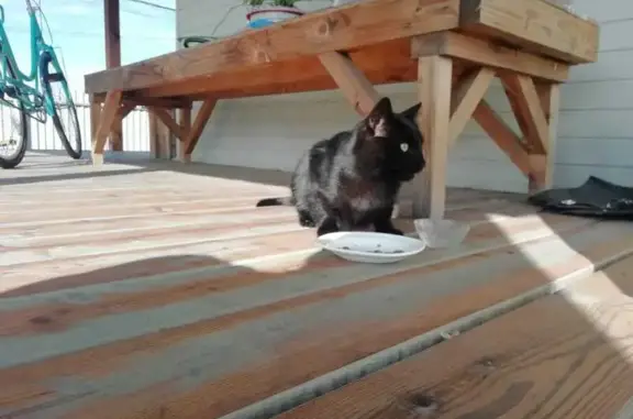 Найдена кошка, , фото: Чёрная кошка найдена на 4-й Удачной улице