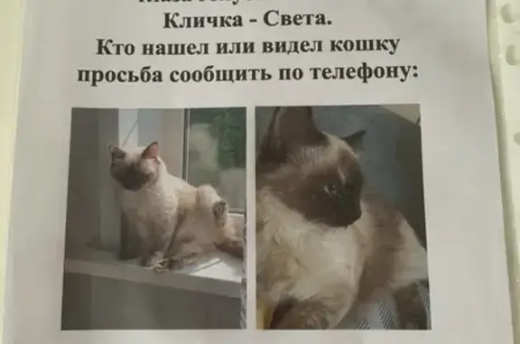Пропала кошка, Орджоникидзе 20, Балашиха