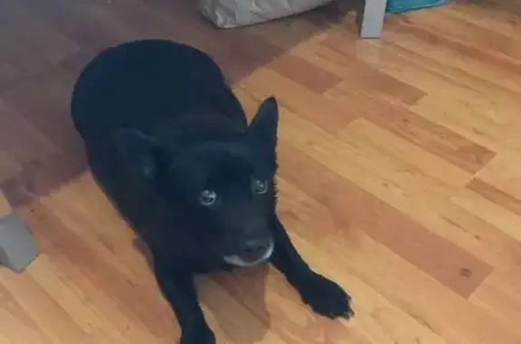 Собака найдена: Чехова 39, Петрозаводск