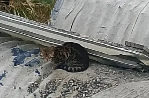 Кошка найдена: Заводская 16Б, Камышлов