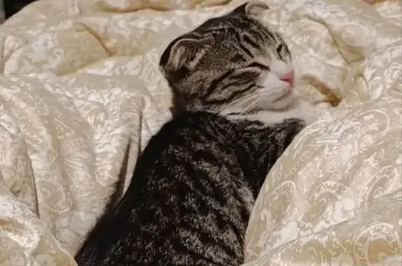 Найдена кошка, , фото: Котёнок найден на ост. 