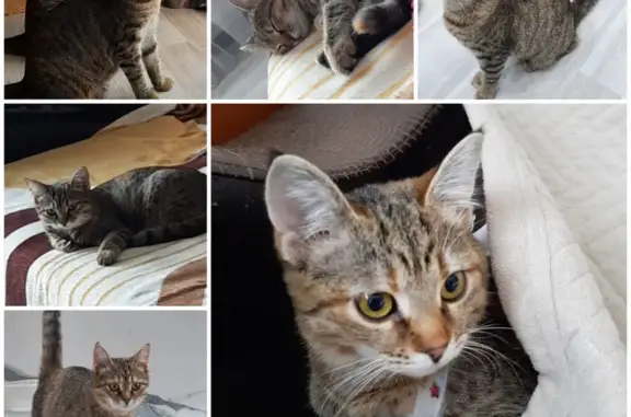 Кошки потеряшки, Славянское городское поселение, фото: Потеряшка кошка, ул. Лермонтова, 275