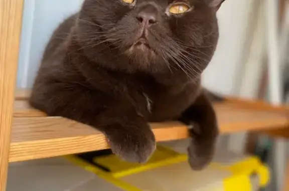 Кошки потеряшки, Юматовский сельсовет, фото: Потеряшка кошка, ул. Энергетиков, Юматово