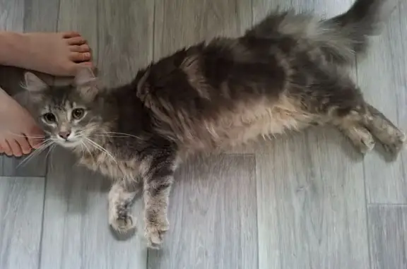 Найдена кошка, Сыктывкар, фото: Найдена кошка, ул. Морозова, 12, Сыктывкар