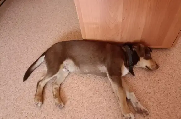 Найдена собака, Рязанская область, фото: Найдена собака, Сасово, Рязанская обл.