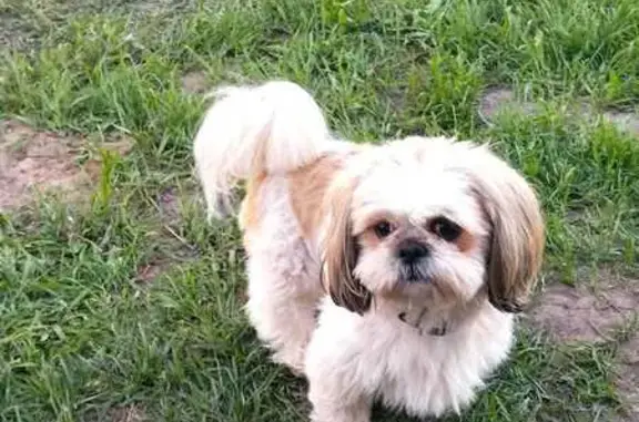 Пропала шит-цу, Писцово, ул. Рабочая, 14