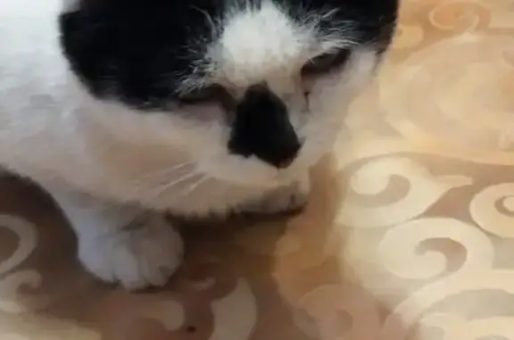 Пропала кошка на Партизанской, Ковров