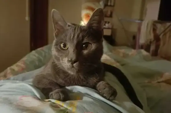 Кошки потеряшки, Пестово, фото: Потеряшка кошка, ул. Некрасова 76, Пестово