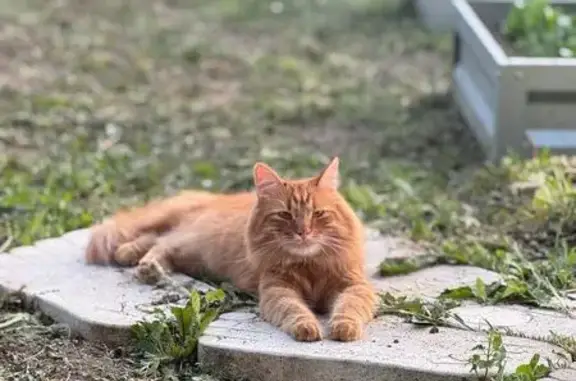 Пропал кот Тоша, Барсуки, СНТ Досуг