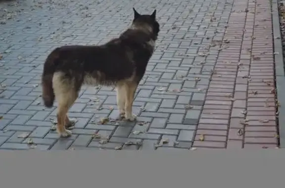 Собака найдена: Белинского 14, Томск