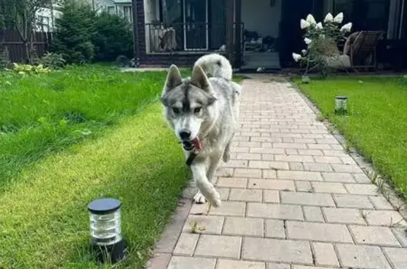 Серый Хаски найден на Сиреневой, 7