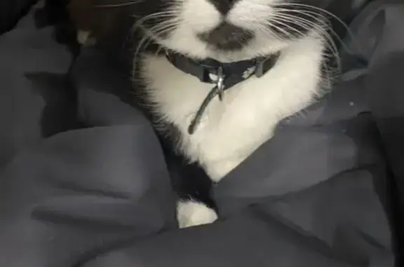 Кошки потеряшки, , фото: Потеряшка кошка Буся, Слоботская ул.