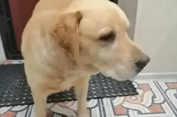 Собаки потеряшки, Краснодар, фото: Потеряшка рыжая собака, Туапсинская 31