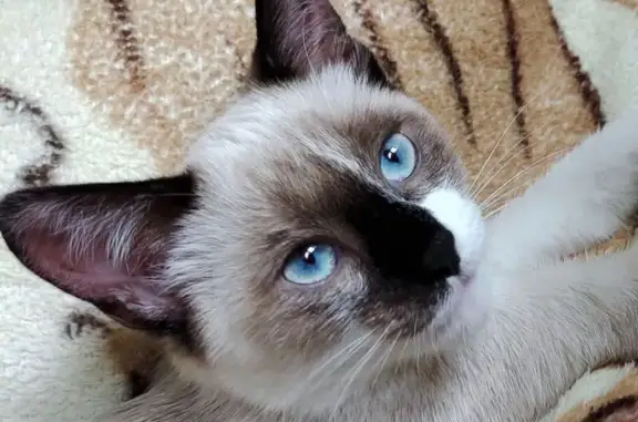 Кошки потеряшки, Саратов, фото: Потеряшка кошка, пр. Энтузиастов 39, Саратов