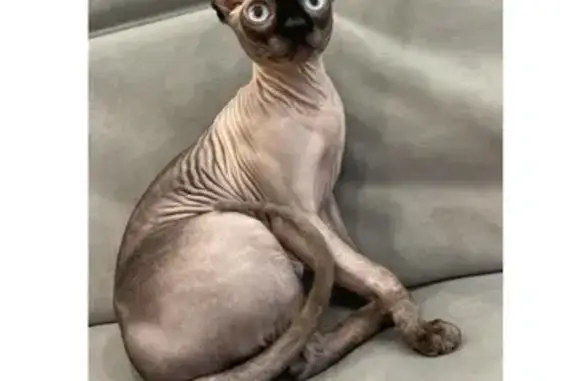Пропала кошка, Июльская ул., 5, Тюмень