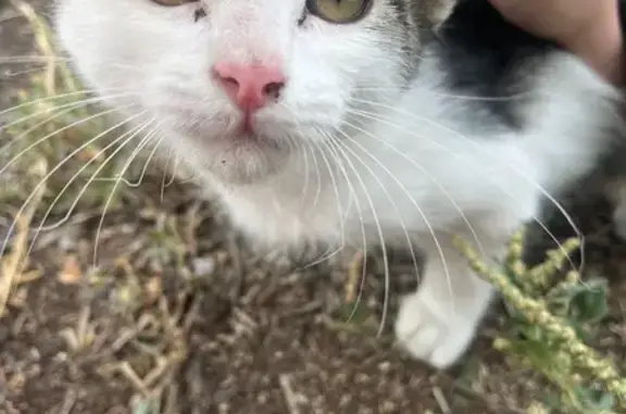 Найдена кошка, Саратов, фото: Кошка найдена на 1-й Елшанской, 38, Саратов