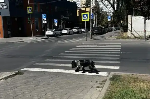 Найдена собака, Ростов-на-Дону, фото: Спаниель найден у Будённовский, 85, РнД