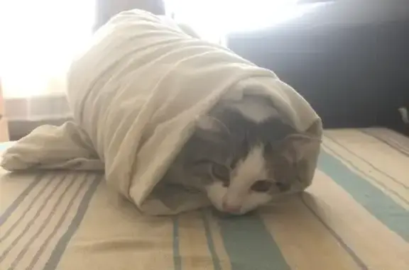 Кошки потеряшки, Армавир, фото: Потеряшка кошка, ул. Матвеева 151, Армавир