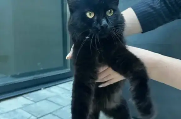 Найдена кошка, , фото: Кошка спасена возле офиса Урман Сити, Уфа