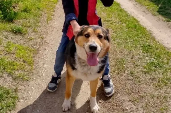 Пропала собака, Товарково, Калужская обл.