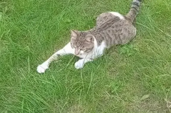 Найдена кошка, Иркутск, фото: Кошка найдена: Пионерский пер., 3, Иркутск