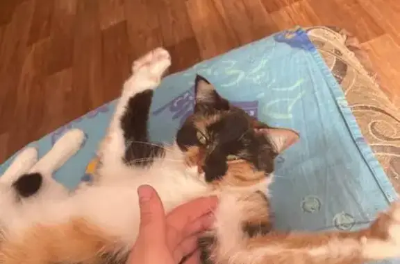 Потерянные животные Ханты-Мансийск, фото: Пропала кошка, ул. Гагарина 257, Х-Мансийск