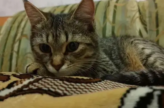 Пропала кошка, Гончарная 2Б, Кувандык