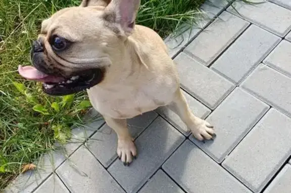 Найдена собака, Кингисепп, фото: Собака найдена: Крикковское шоссе, Кингисепп